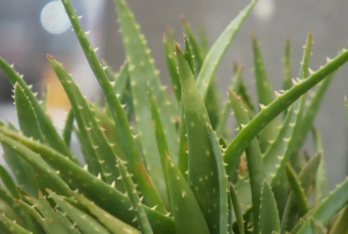 Ilustrasi lidah buaya. (dok. pixabay.com/Hibata.id)