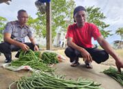 Haris, seorang penjual sayur keliling di Kabupaten Pohuwato saat mengambil hasil panen sayur warga binaan Lapas Pohuwato/Hibata.id