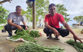 Haris, seorang penjual sayur keliling di Kabupaten Pohuwato saat mengambil hasil panen sayur warga binaan Lapas Pohuwato/Hibata.id