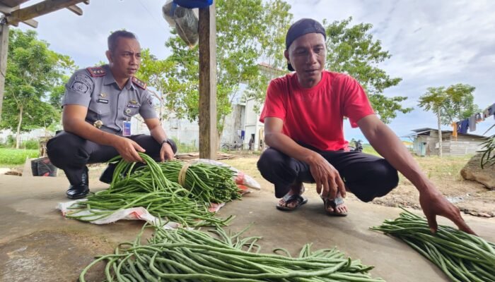 Pertanian di Balik Jeruji: Sayur Warga Binaan Lapas Pohuwato Diminati Warga