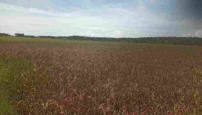 Diduga Tercemar, Petani Sawah Pohuwato Desak Penelitian Air Irigasi dari Hulu