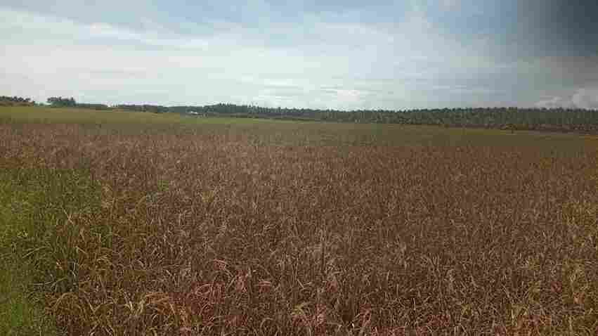 Sawah milik Para petani sawah di Kecamatan Buntulia dan Duhiadaa, Kabupaten Pohuwato yang terancam gagal panen. (Foto: Delpriyanto Tahir/Hibata.id)