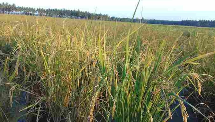 Petani Pohuwato Gagal Panen, DPRD Provinsi Gorontalo Sentil Tambang Ilegal