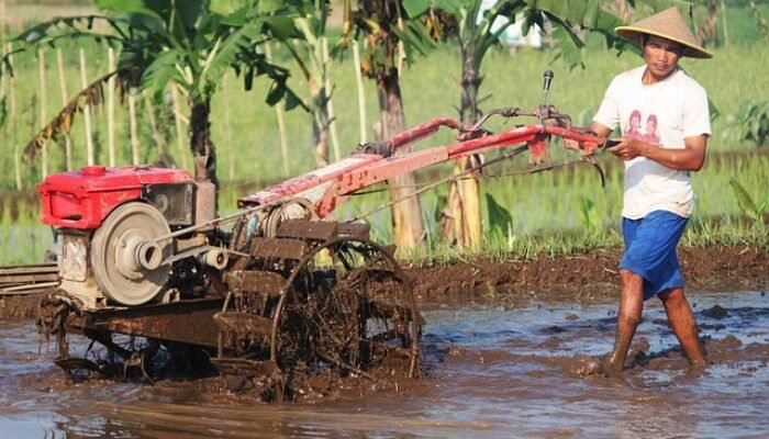 NTP Gorontalo Turun pada Juli, Pemprov Justru Sebut Petani Tidak Merugi