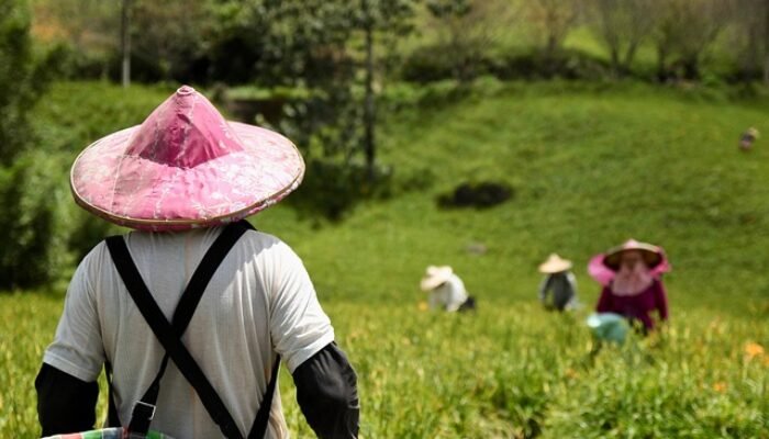 Empat Kali Gagal Panen; Petani Pohuwato Pilih Gelar “Dayango”