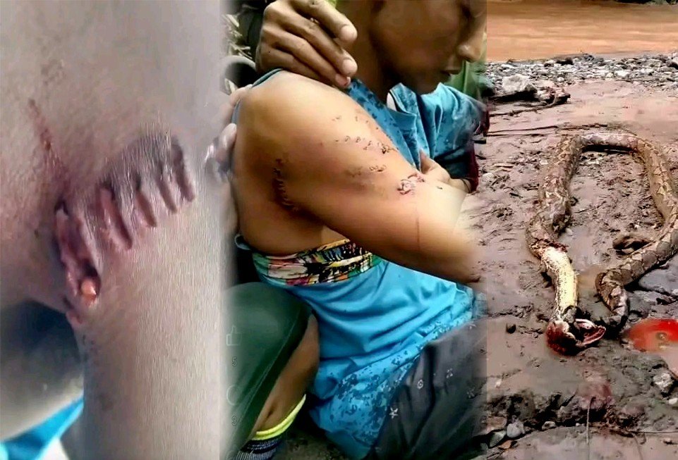 Kolase Foto - Detik-Detik Penambang Pohuwato Berjuang Lepas dari Gigitan Ular Piton/Hibata.id