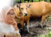 Aspirasi Femmy Udoki: Warga Bone Bolango Terima Bantuan Ternak Sapi