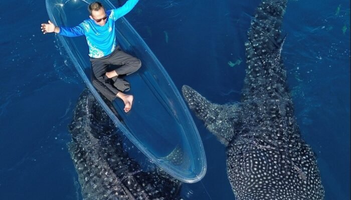 Ustaz Abdul Somad Takjub Ketemu “Sherly”, Hiu Paus Jinak di Laut Gorontalo
