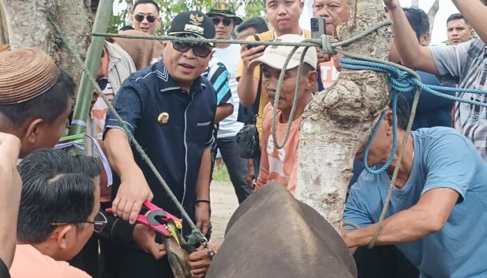 Dorong Kemandirian Peternak, Pemkab Gorontalo Luncurkan Program ST-12 GO