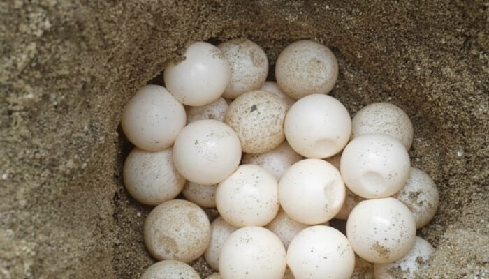 Telur Penyu Ditemukan di Pantai Marisa, BKSDA Bilang Begini