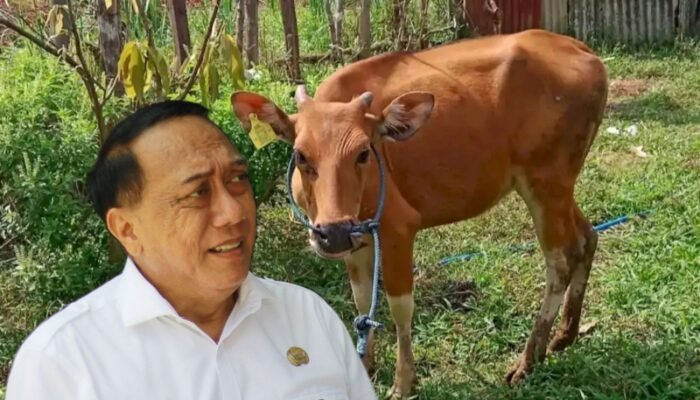 Pemerintahan Gusnar Ismail Hentikan Pengadaan Bantuan Sapi, Kok Bisa?