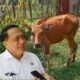 Kepala Dinas Pertanian Provinsi Gorontalo Mario Muljady/Hibata.id