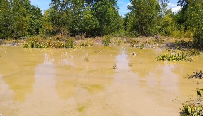 Mangrove di Kawasan Wisata Pohon Cinta Kritis, Ditutupi Sedimentasi