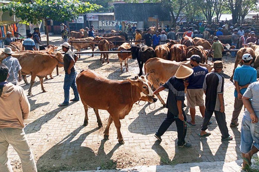 Ilustrasi - Pasar Hewan Pulubala/Hibata.id