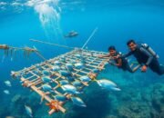 Rumpon Adalah: Fungsi, Jenis, dan Cara Kerjanya bagi Nelayan