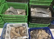 Sirip Hiu di Gorontalo milik pelaku usaha bernama Tendean Engahu dilaporkan ke Lanal/Hibata.id