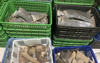 Sirip Hiu di Gorontalo milik pelaku usaha bernama Tendean Engahu dilaporkan ke Lanal/Hibata.id