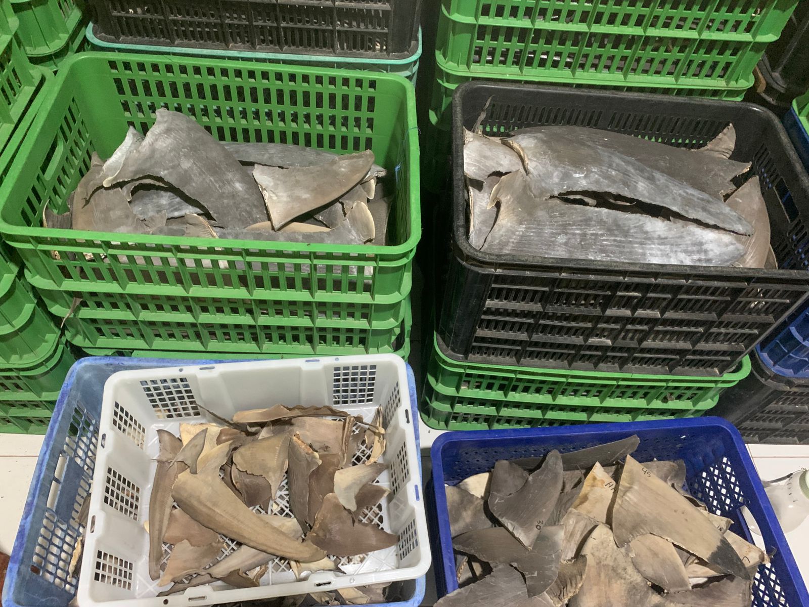 Sirip Hiu di Gorontalo milik pelaku usaha bernama Tendean Engahu dilaporkan ke Lanal/Hibata.id