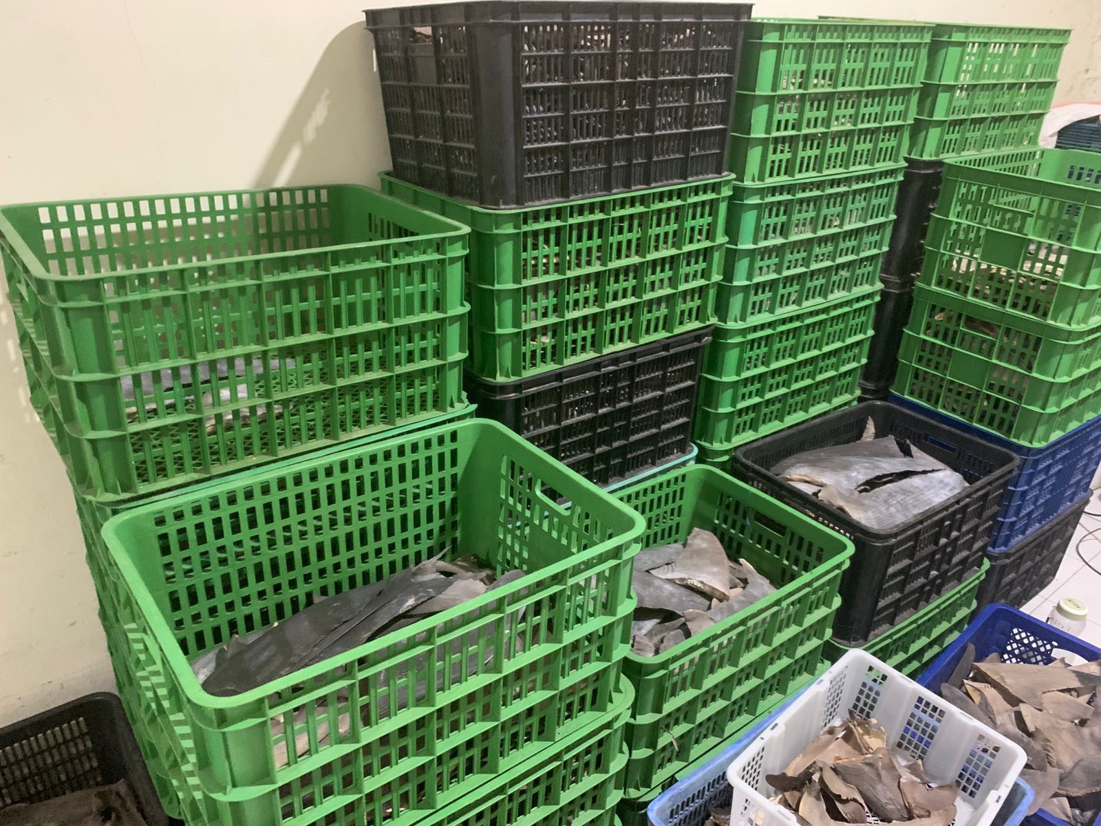 Sirip Hiu di Gorontalo milik pelaku usaha bernama Tendean Engahu dilaporkan ke Lanal/Hibata.id