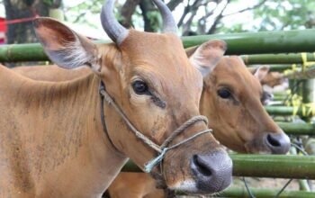 Pemprov Gorontalo Klarifikasi Terkait Laporan Sapi Bantuan Kurus dan Mati