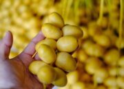Kurma Muda Disebut Baik untuk Kesuburan, Ini Fakta yang Perlu Diketahui