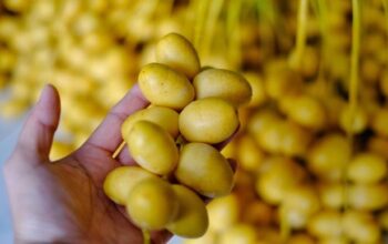 Kurma Muda Disebut Baik untuk Kesuburan, Ini Fakta yang Perlu Diketahui
