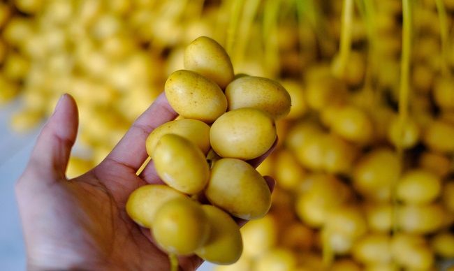 Kurma Muda dan Kesuburan Wanita/Hibata.id