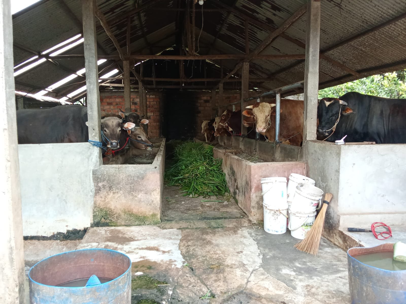 Lokasi kandang ternak sapi di Tanjung Barangan setelah adanya laporan pencemaran lingkungan/Hibata.id