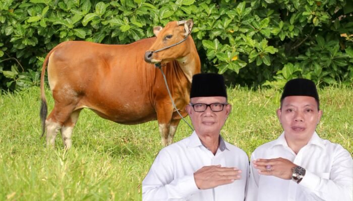Pemkab Bone Bolango Siapkan 875 Ekor Sapi, Siapa yang Akan Dapat Bantuan?