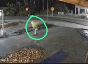 Aksi dugaan pencurian kelapa itu terekam jelas kamera pengawas (CCTV)/Hibata.id