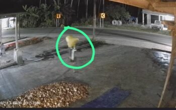 Aksi Subuh, Kelapa Warga Patilanggio “Ikut Jalan-Jalan” Terekam CCTV