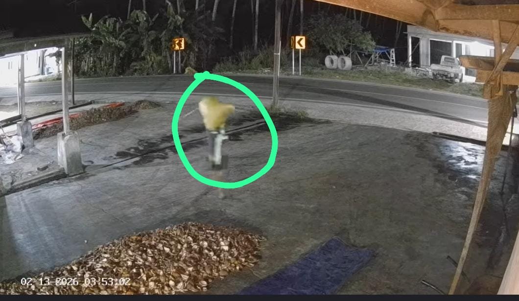 Aksi dugaan pencurian kelapa itu terekam jelas kamera pengawas (CCTV)/Hibata.id