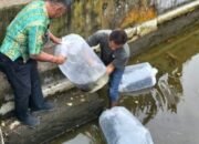 Pemkot Kotamobagu Fasilitasi Penyaluran Calon Induk Ikan Mas ke UPR Tomoing
