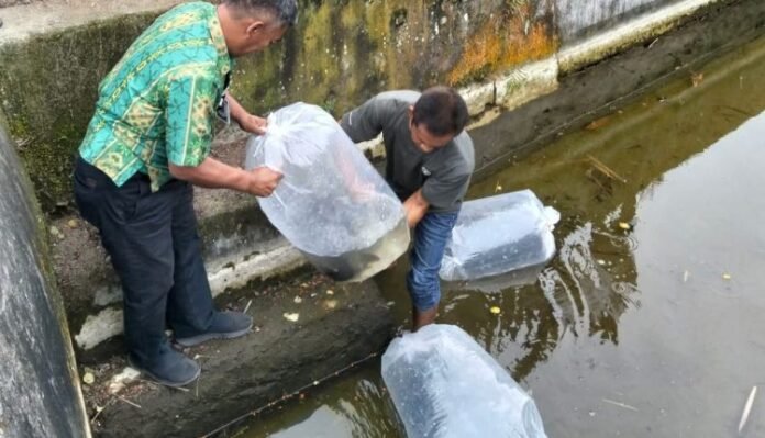 Penyaluran calon induk ikan mas kepada Unit Pembenihan Rakyat (UPR) Tomoing. (Foto: Istw)