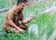 Wakil Bupati Asahan Rianto Tinjau Petani Bawang