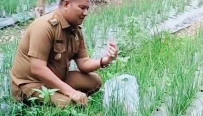 Wakil Bupati Asahan Rianto Tinjau Petani Bawang