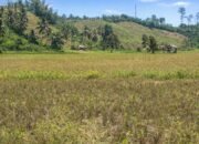 Petani Bolmut Menjerit! Kekurangan Combine Harvester, Panen Terancam Gagal