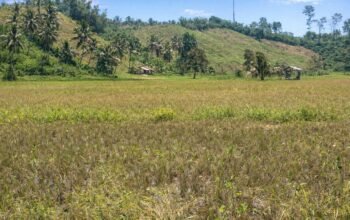 Lahan persawahan milik Iswan Paputungan di kawasan Ontomuno Luar yang siap panen namun terkendala keterbatasan combine harvester/Hibata.id
