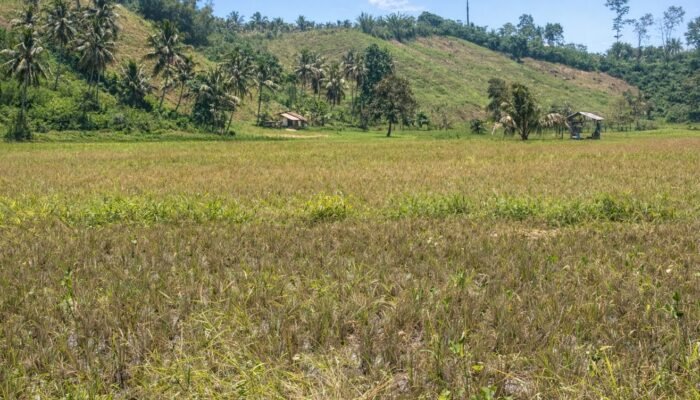 Petani Bolmut Menjerit! Kekurangan Combine Harvester, Panen Terancam Gagal