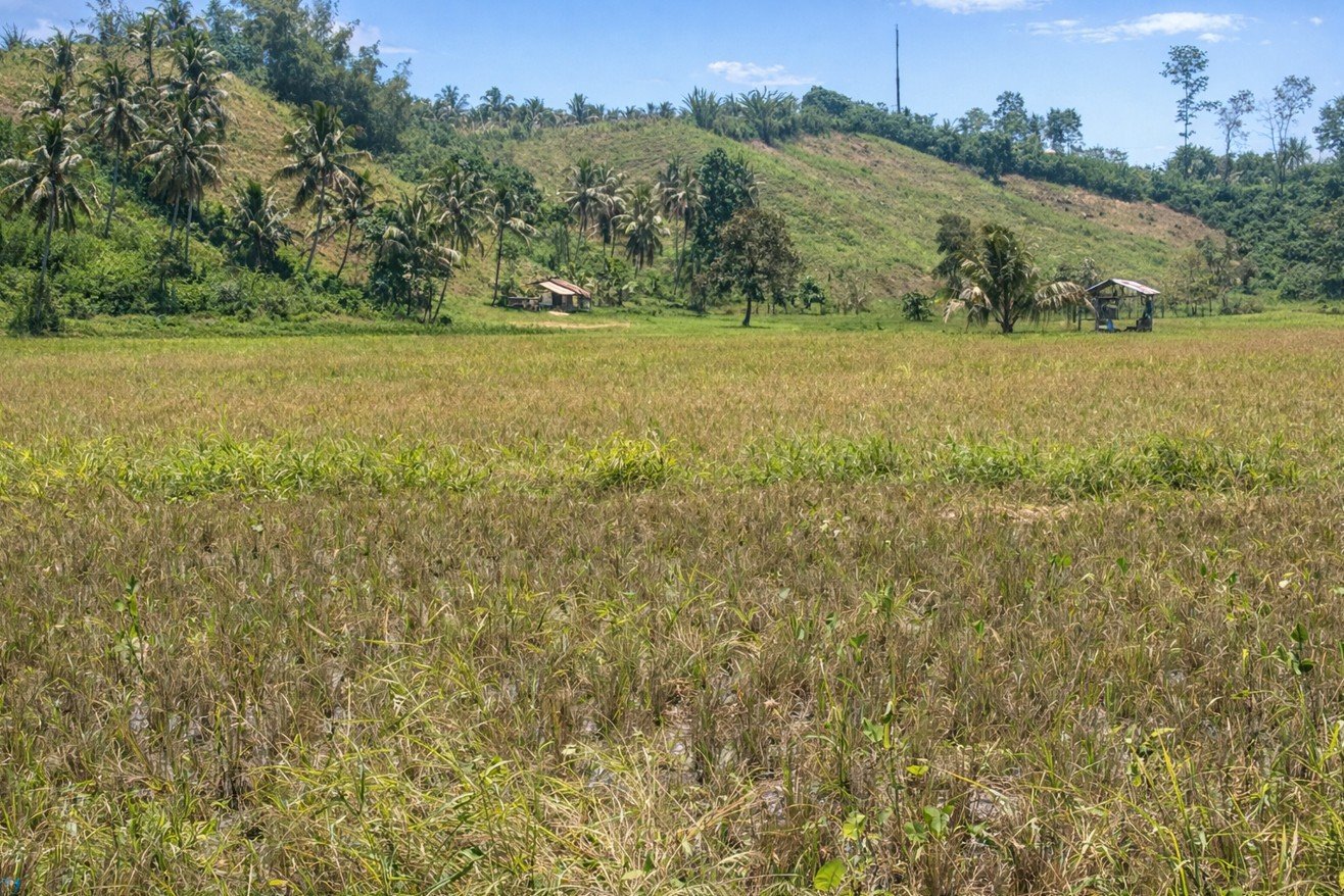 Lahan persawahan milik Iswan Paputungan di kawasan Ontomuno Luar yang siap panen namun terkendala keterbatasan combine harvester/Hibata.id