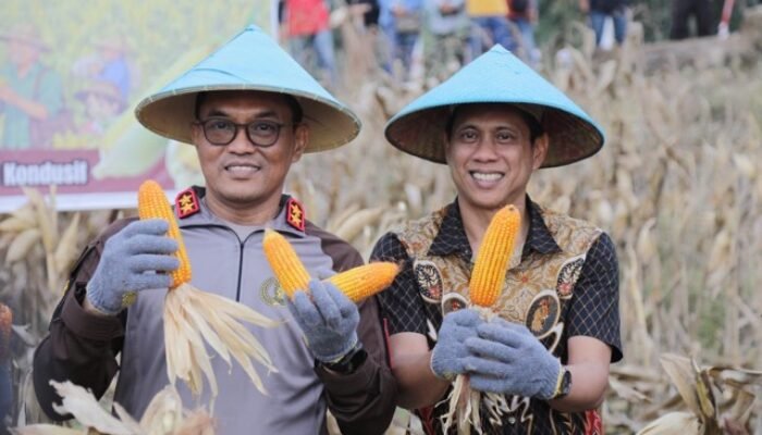 Panen Raya Jagung di Kotamobagu, Sinyal Kuat Polri dan Pemda Gaspol Ketahanan Pangan 2026