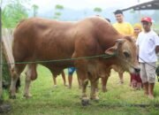Sapi Kurban Bantuan Presiden Tiba di Bone Bolango/Hibata.id