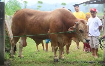 Sapi Kurban Bantuan Presiden Tiba di Bone Bolango/Hibata.id