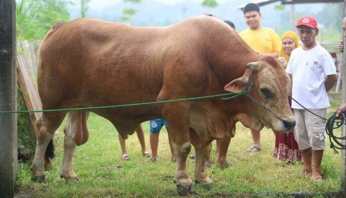 Bobot Nyaris 1 Ton, Sapi Kurban Bantuan Presiden Tiba di Bone Bolango