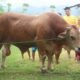 Sapi Kurban Bantuan Presiden Tiba di Bone Bolango/Hibata.id