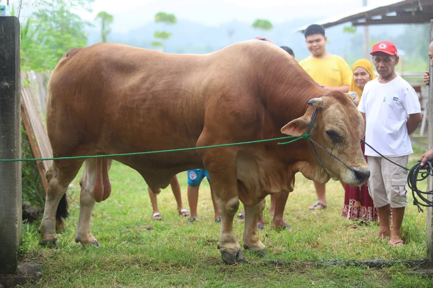 Sapi Kurban Bantuan Presiden Tiba di Bone Bolango/Hibata.id
