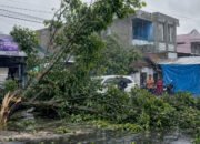 Cuaca Ekstrem Gorontalo, Simak 10 Tips Hindari Pohon Tumbang
