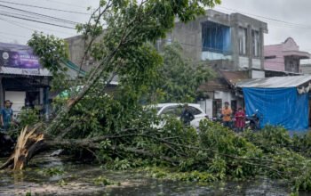 Cuaca Ekstrem Gorontalo, Simak 10 Tips Hindari Pohon Tumbang