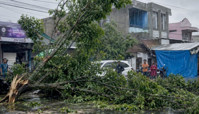 Cuaca Ekstrem Gorontalo, Simak 10 Tips Hindari Pohon Tumbang