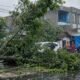 Pohon tumbang terjadi di Jalan Sam Ratulangi, Gorontalo, Jumat (16/5/2026)/Hibata.id